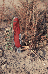 drought induced dieback in chaparral seedlings